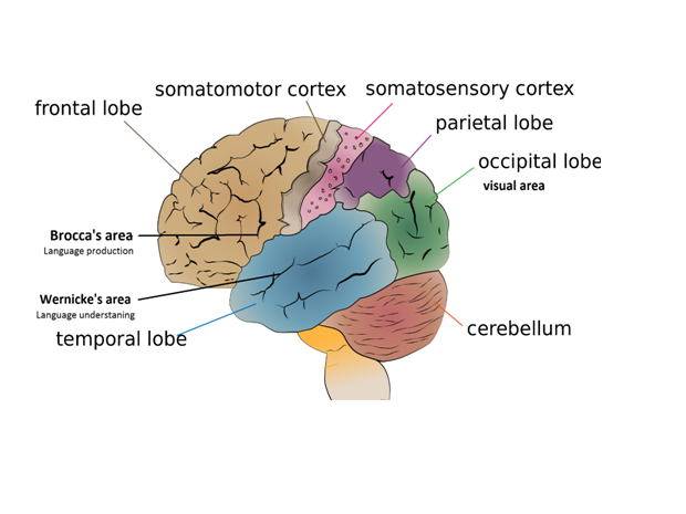 Localisation of Function: How the Brain's Specialised Areas Shape Our ...