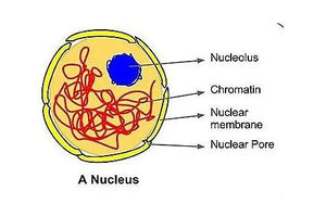 Nucleus – Structure and Functions (A-Level Biology)