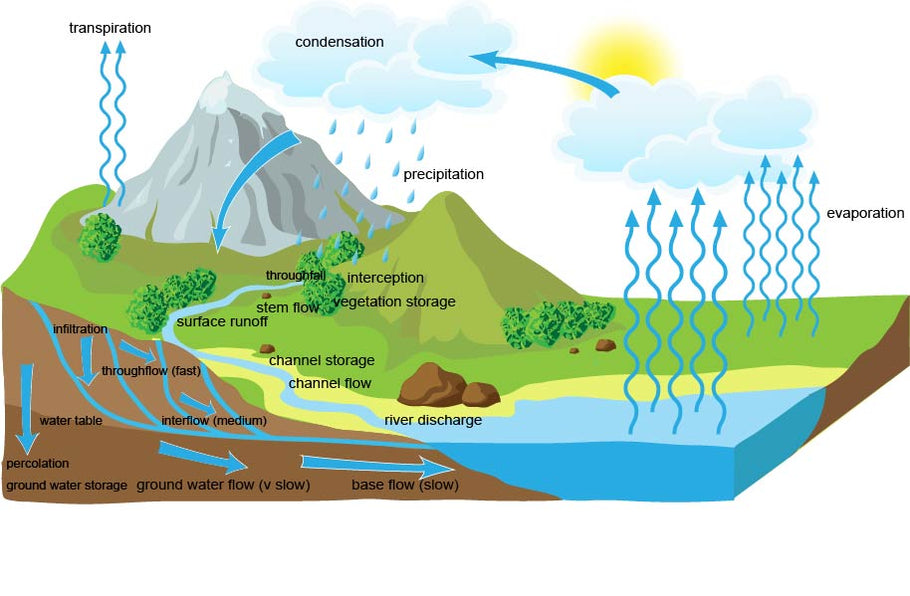 Exploring the Dynamics of Water and Carbon Cycles in A-Level Geography