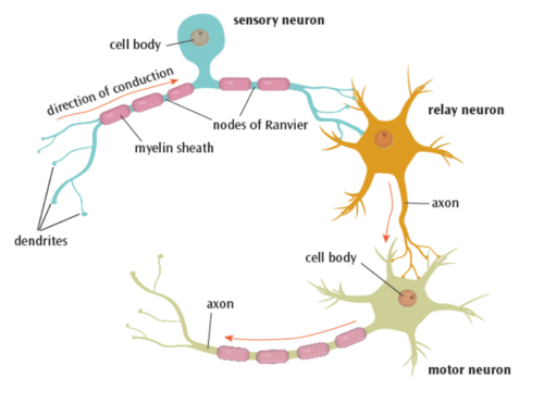 Neurons and synaptic transmission