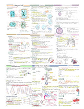 Load image into Gallery viewer, ULTIMATE A-Level Biology Revision Bundle | Complete Notes | Flashcards | Mark Scheme Bank
