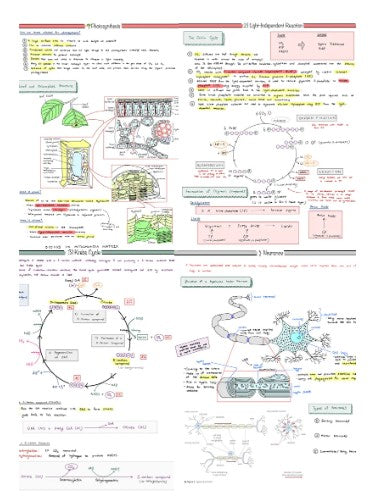 ULTIMATE A-Level Biology Revision Bundle | Complete Notes | Flashcards ...