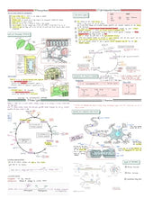 Load image into Gallery viewer, ULTIMATE A-Level Biology Revision Bundle | Complete Notes | Flashcards | Mark Scheme Bank
