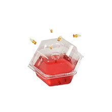 Load image into Gallery viewer, Beapco 10036 Pre-Filled Fruit Fly Trap, Pack of 6, Clear, 20 in
