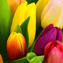 Load image into Gallery viewer, All Occasions Tulip Selection Hand-Tied, Beautiful Fresh Flowers, A Perfect Mother&#39;s Day Fresh Flower Gift
