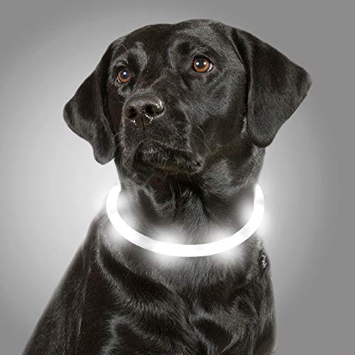 Joytale Light Up Dog Collar,LED Flashing Dog Collar for Night Walking, Illuminated USB Rechargeable Glow Collars for Puppy Small Medium and Large Dogs,White