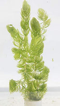 Load image into Gallery viewer, Lincspplants 8X Live Floating Plants Hornwort fast growing aquarium plant
