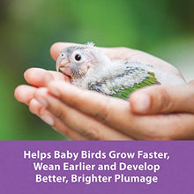 Load image into Gallery viewer, Kaytee Exact Hand Feeding For Baby Birds, 18 Ounce, 1.12 Pound (Pack of 1)
