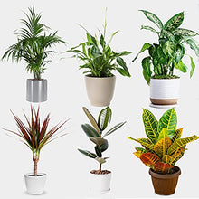 Load image into Gallery viewer, All Occasions Indoor Plants Real, Mix of 6 House Plants in 12cm Pots, Real Plants to Grow in Your Office, Home, Bedroom, Kitchen and Living Room, Perfect for Clean Air, Delivered Next Day Prime
