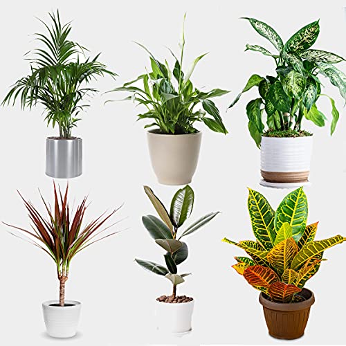 All Occasions Indoor Plants Real, Mix of 6 House Plants in 12cm Pots, Real Plants to Grow in Your Office, Home, Bedroom, Kitchen and Living Room, Perfect for Clean Air, Delivered Next Day Prime