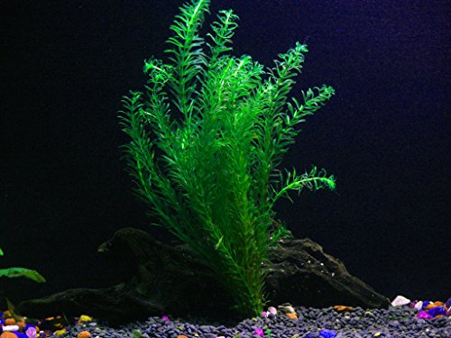 1 Anacharis Bunch - 4+ Stems | Egeria Densa - Beginner Tropical Live Aquarium Plant by Aquarium Plants & Pets