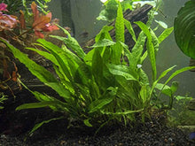 Load image into Gallery viewer, Java Fern - Huge 3 by 5 inch Mat with 30 to 50 Leaves - Live Aquarium Plant by Aquatic Arts by Aquatic Arts

