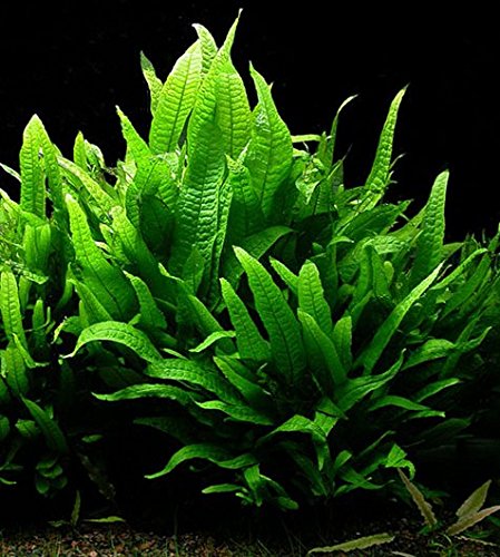 Java Fern Microsorium pteropus Live Aquarium Plants Aquatic Plant Fish Tank (10)