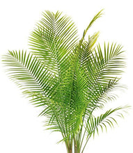 Load image into Gallery viewer, Pair of Phoenix Palm Canariensis Exotic Outdoor Plants Drought Tolerant Evergreen Palm Tree Canary Island Date Baring Tropical Spiked Foliage 2X Palms in 1.5L Pots by Thompson &amp; Morgan
