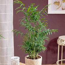 Load image into Gallery viewer, You Garden - House Plant Collection, 6 Plants in 12cm Pots, Beautiful Evergreen Indoor Real Plants, Easy to Grow
