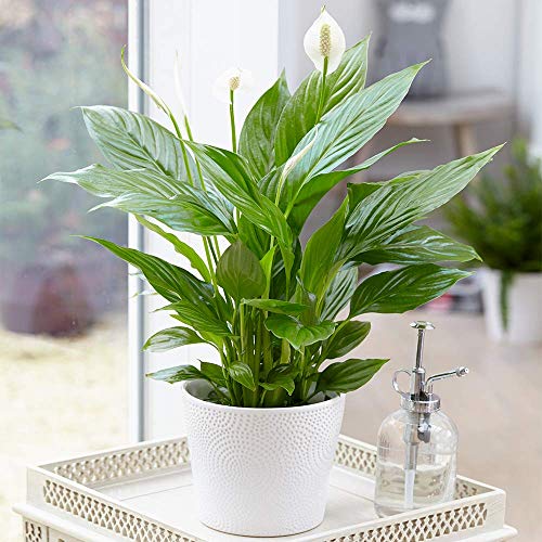 Spathiphyllum 'Peace Lily' Indoor Plants - 1 x Potted Lily House Plant 9cm Pot