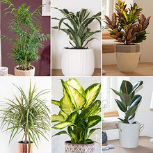 Load image into Gallery viewer, You Garden - House Plant Collection, 6 Plants in 12cm Pots, Beautiful Evergreen Indoor Real Plants, Easy to Grow
