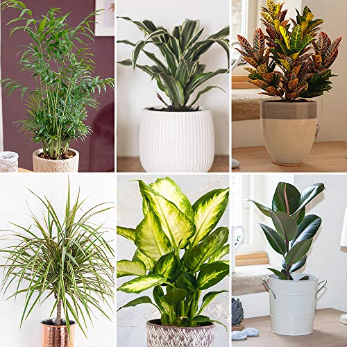 You Garden - House Plant Collection, 6 Plants in 12cm Pots, Beautiful Evergreen Indoor Real Plants, Easy to Grow